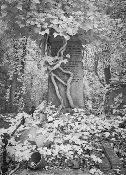 Head Stone Tree Engulfed C1-04 SM